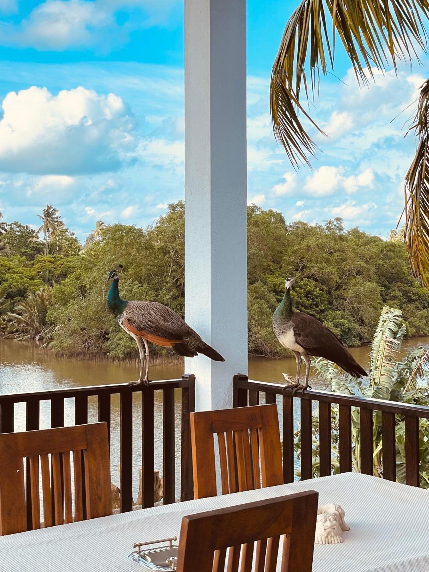 Riverwood Villa Weligama Eksteriør billede